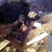 1969_11_FSB_Fuller_Quang_fixes_rice_and_rat_Armstrong