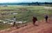 1969_09_vietnam_dong_ha_kids_swan