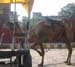 India_Golden_28