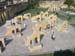 India_Golden_62