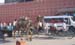 India_Golden_87