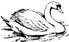 Swan Graphic