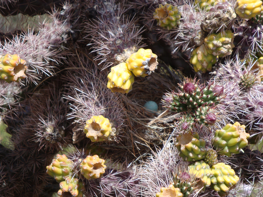 201005_2_Sedona_039