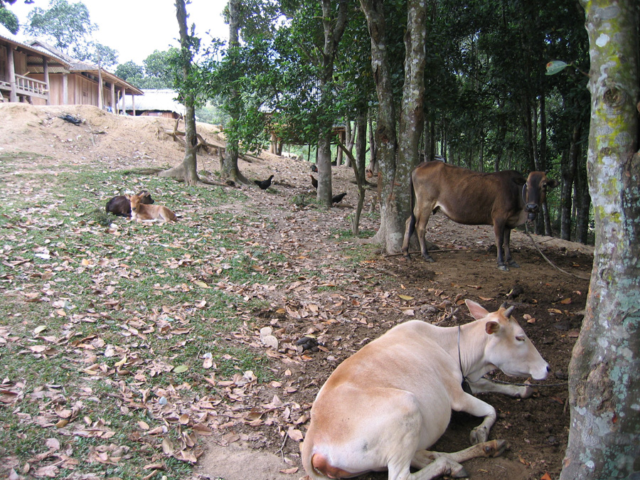 Vietnam_048