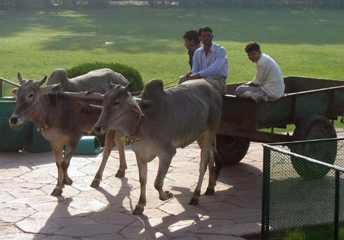 India_Golden_16