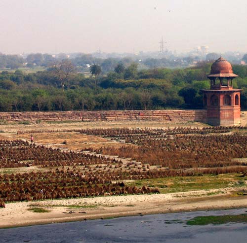 India_Golden_25