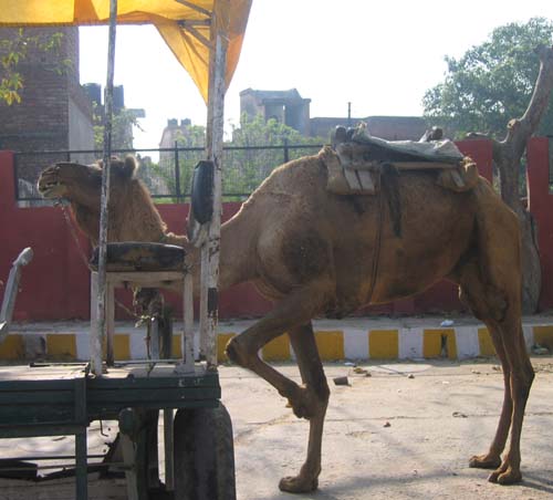 India_Golden_28