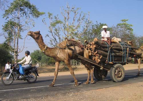 India_Golden_47