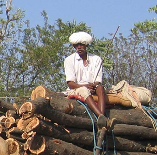 India_Golden_48