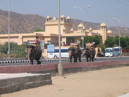 India_Golden_85