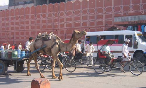 India_Golden_87