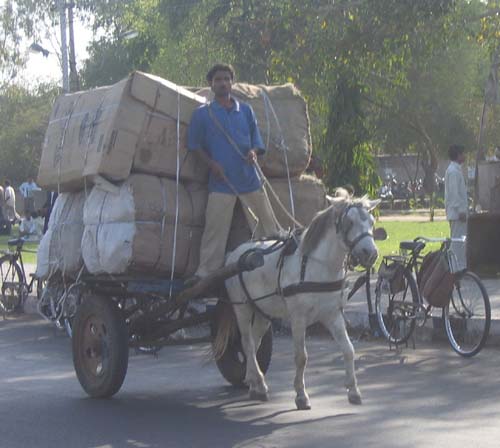 India_Golden_89