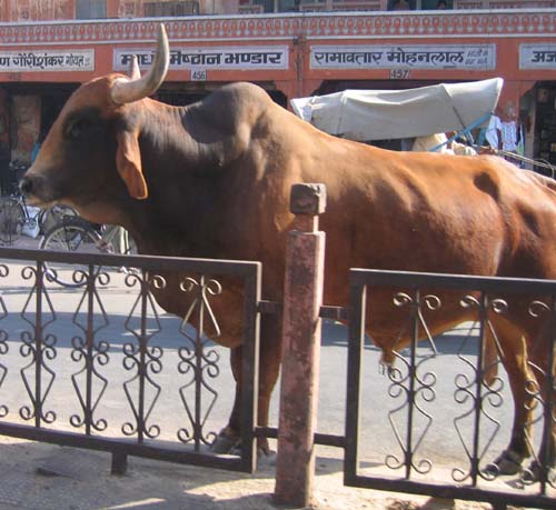 India_Golden_91
