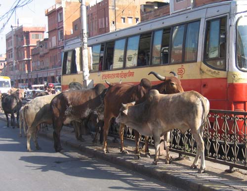 India_Golden_92