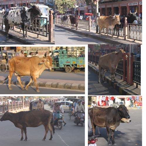 India_Golden_93