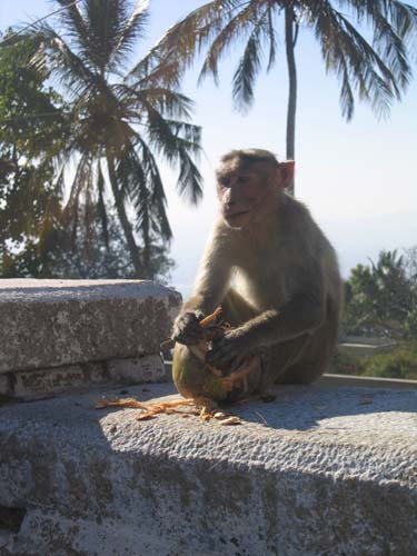 India_South_12