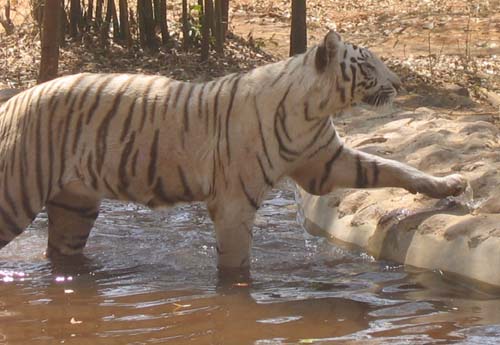 India_South_40