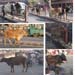 India_Golden_93