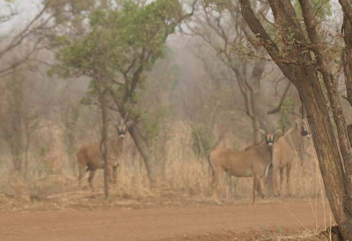 200604_Benin_010
