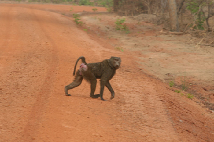 200604_Benin_023