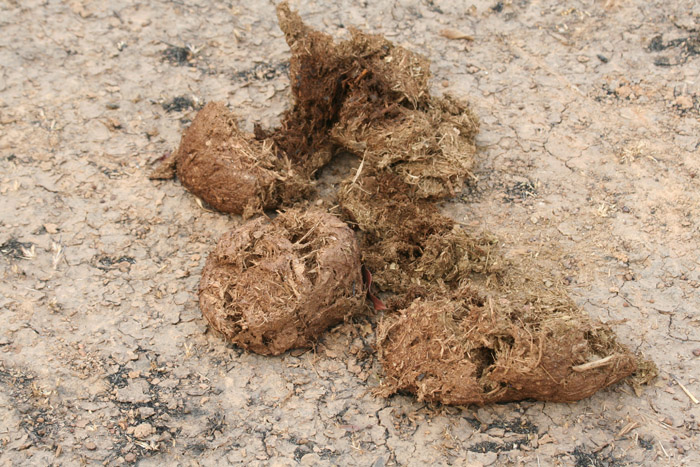 200604_Benin_029