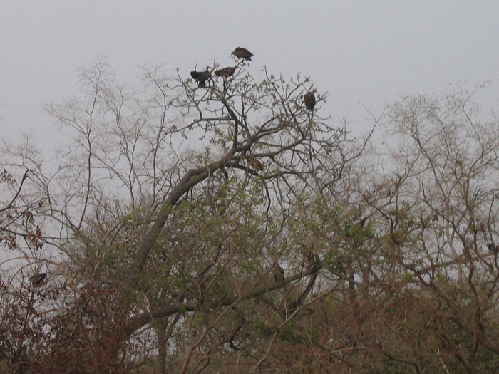 200604_Benin_038