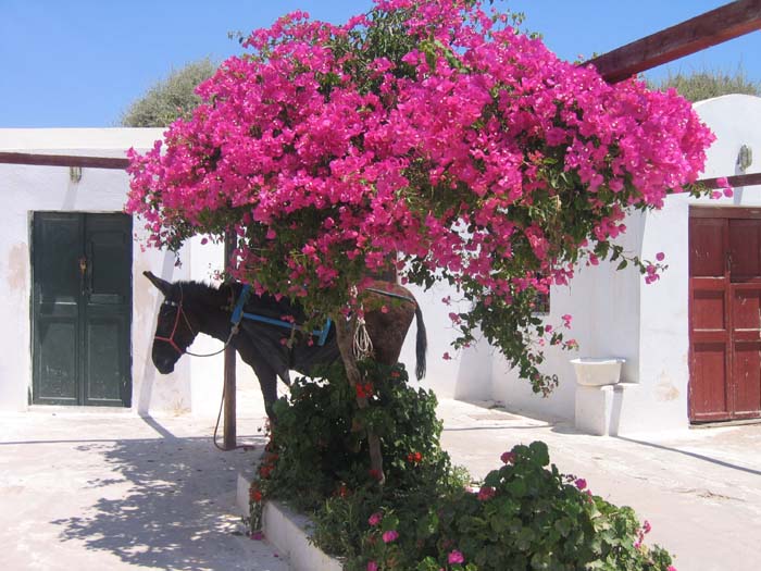 20_Santorini_29