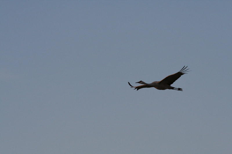 200601_Bosque_03