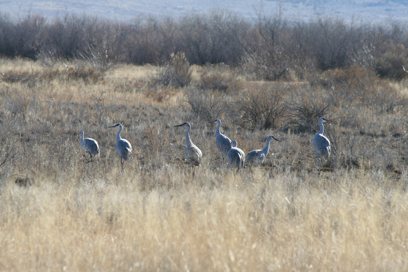 200601_Bosque_13