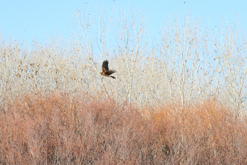 200601_Bosque_15