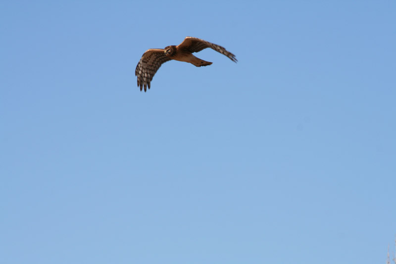 200601_Bosque_16