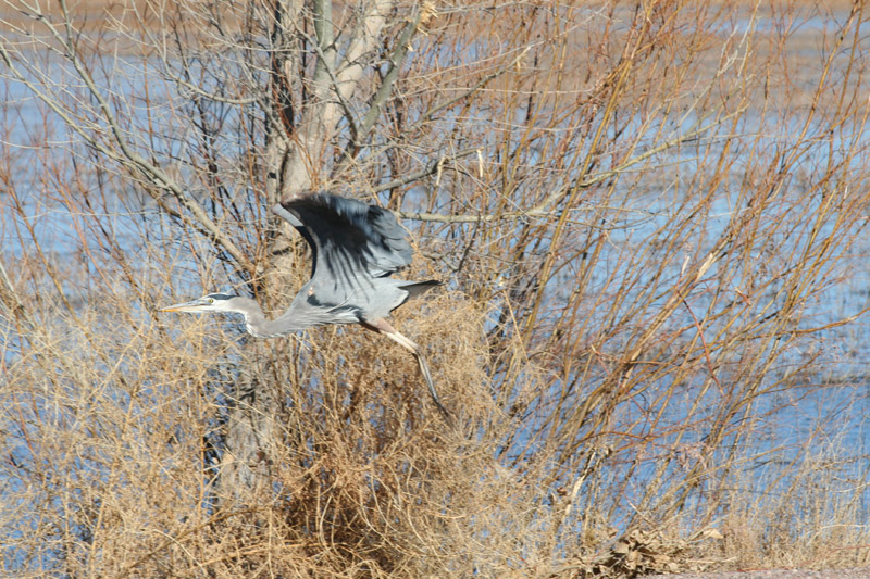 200601_Bosque_19