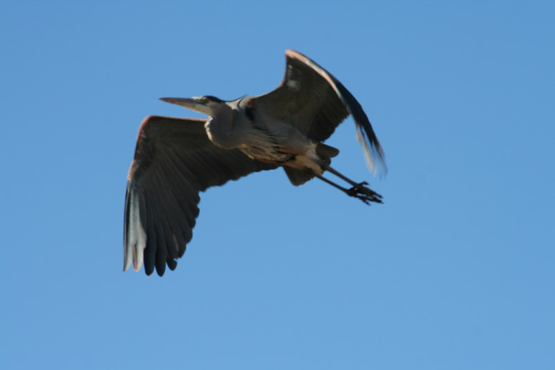200601_Bosque_20