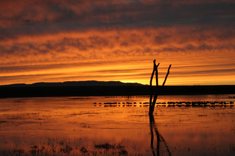 200601_Bosque_24A