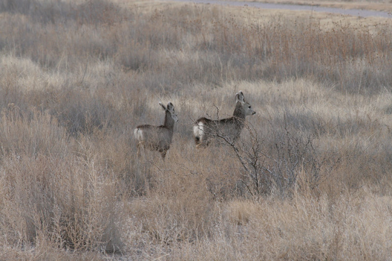 200601_Bosque_27