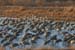 200601_Bosque_11A