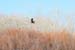 200601_Bosque_15