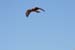 200601_Bosque_16