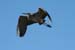200601_Bosque_20