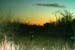 200601_Bosque_23