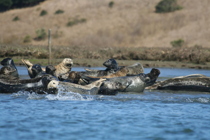 200610c_Elkhorn_Slough_41