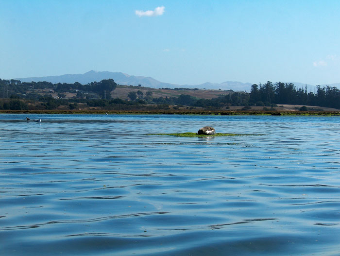 200610c_Elkhorn_Slough_42