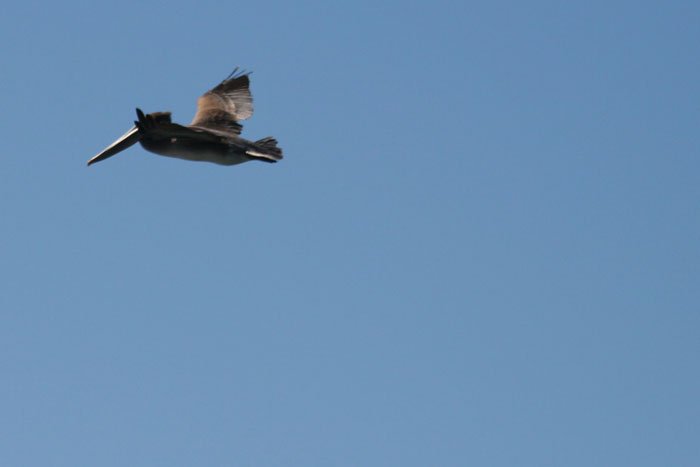 200610c_Elkhorn_Slough_51