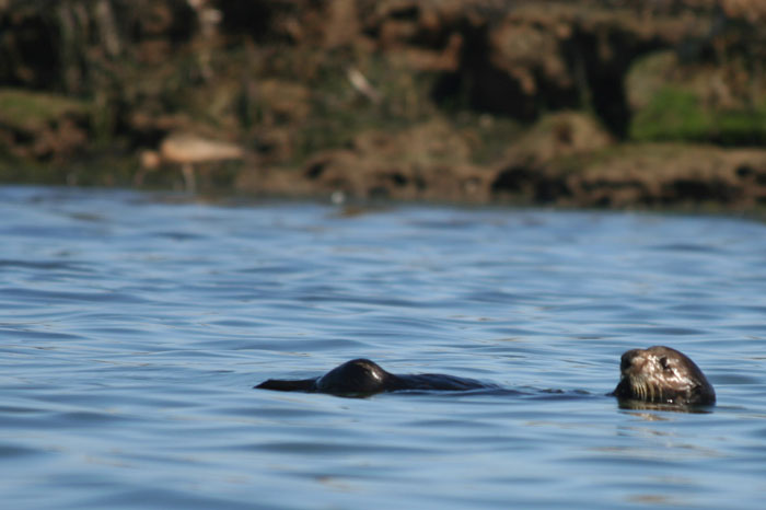 200610c_Elkhorn_Slough_52
