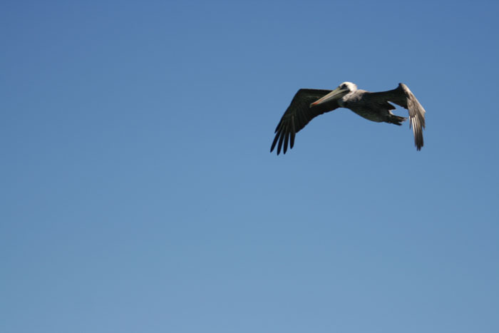 200610c_Elkhorn_Slough_53