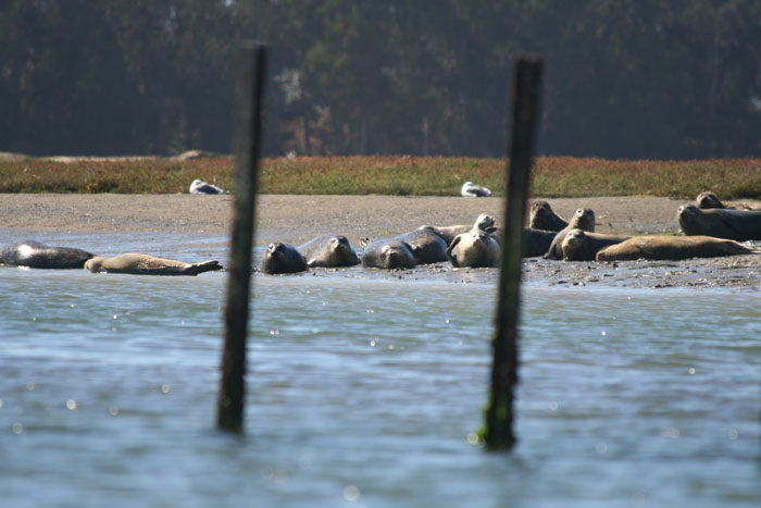 200610c_Elkhorn_Slough_54