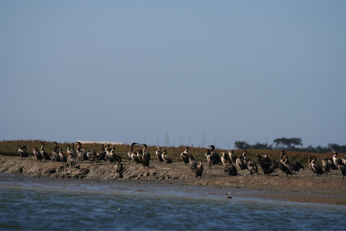 200610c_Elkhorn_Slough_55