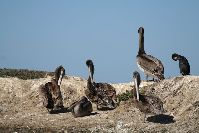 200610c_Elkhorn_Slough_56