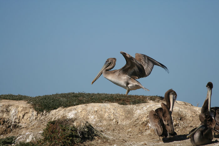 200610c_Elkhorn_Slough_57