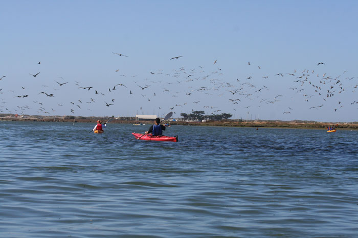 200610c_Elkhorn_Slough_58